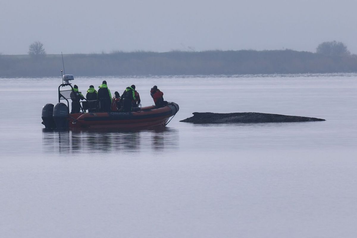 „Zeit, ihn gehen zu lassen“: Rettung des Buckelwals in der Ostsee wird eingestellt
