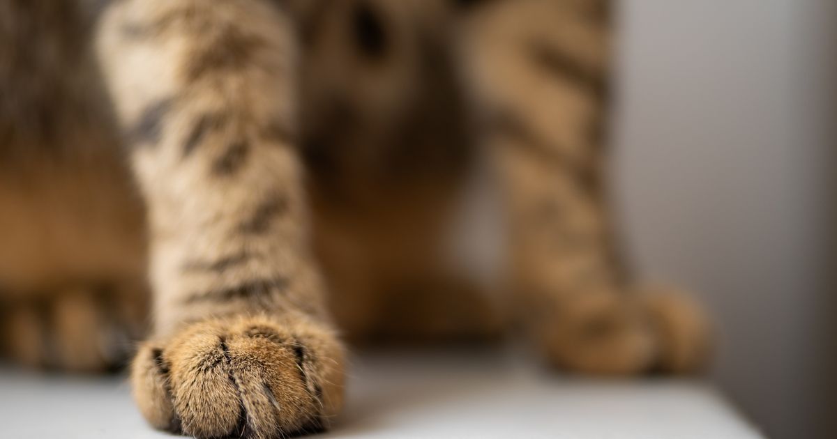 Freilaufende-Katze-in-Kirchberg-erschossen-Polizei-bittet-um-Hinweise