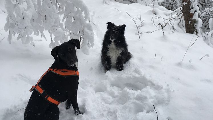 Elmo und Luna waren in Haiming mit ihrer Besitzerin Ines Glatz unterwegs.