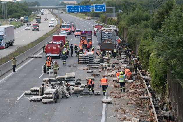 Tausende Tiere waren bei dem Unfall im Frühverkehr verendet.