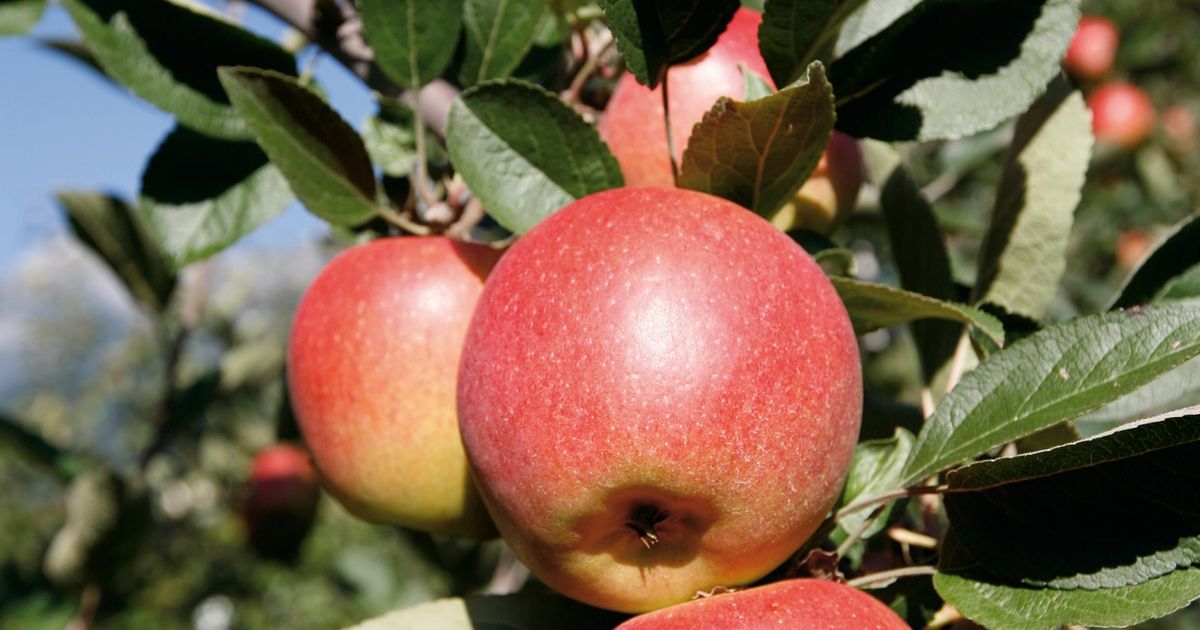 Jeder-zweite-Saft-mit-pfeln-aus-China-Tirols-Obstbauern-fordern-Kennzeichnung