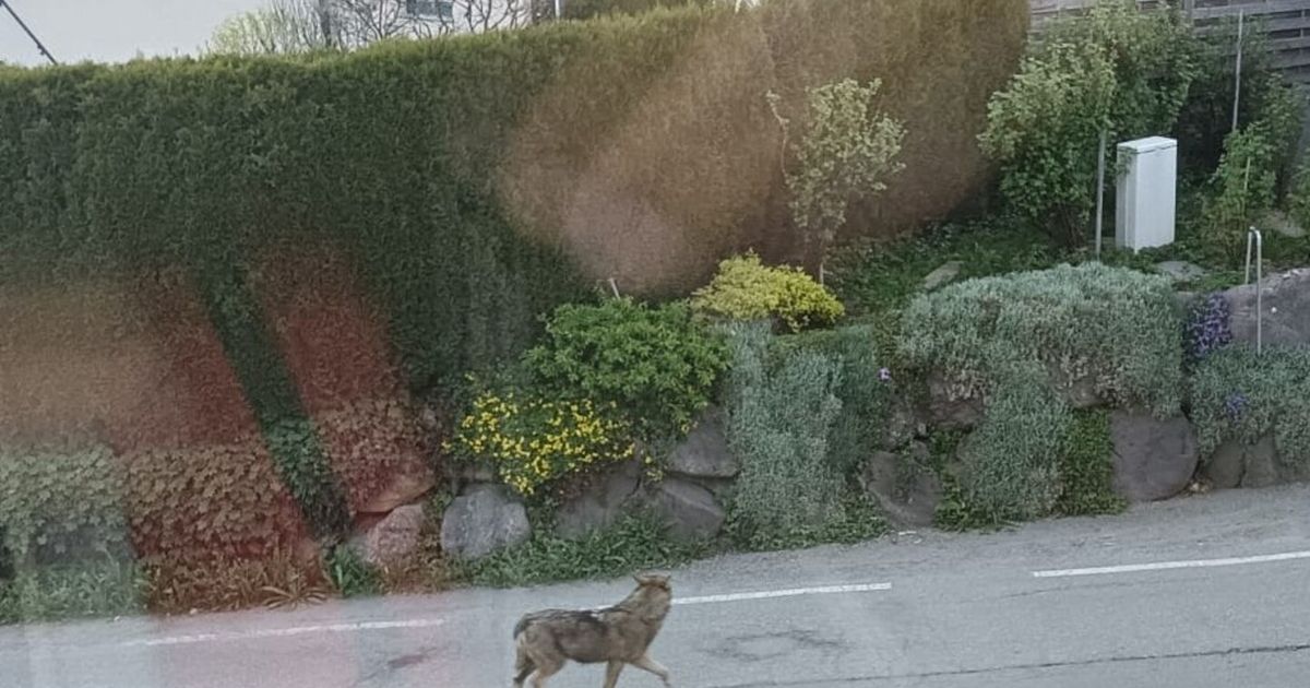 Wolf-streifte-mitten-durch-Tiroler-Dorf-Ich-stand-ihm-gegen-ber-er-wirkte-ver-ngstigt-