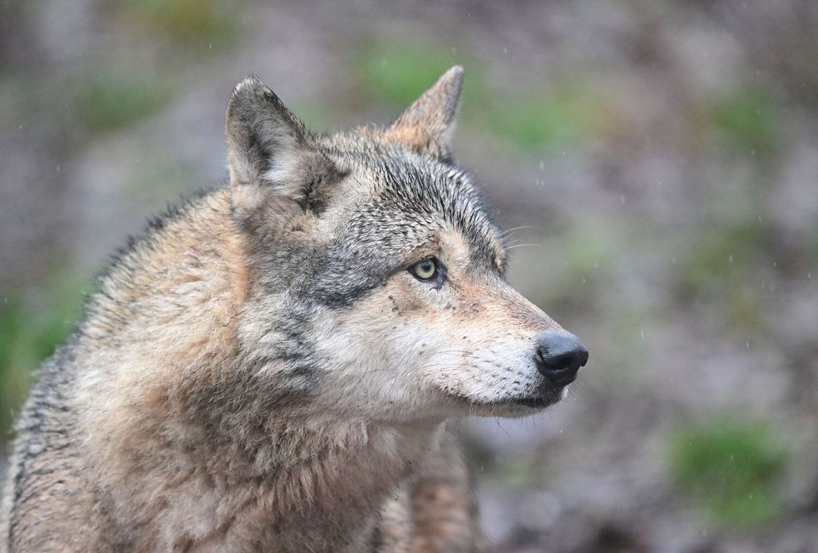 Wolf biss Frau mitten in Hamburg: Zukunft des Tiers ist weiter ungewiss