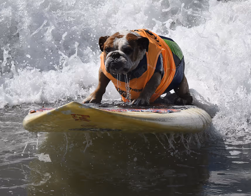 Hunde surften in den Wellen Kaliforniens für den guten Zweck