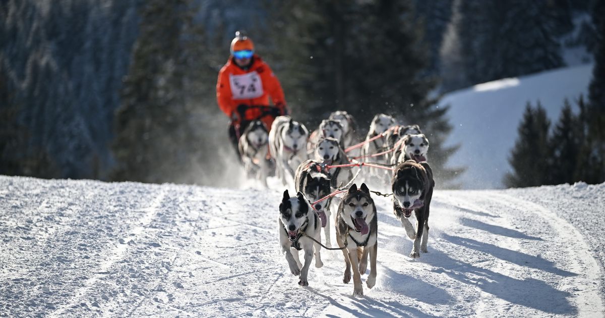 Technik-Tempo-Teamgeist-Schlittenhunde-Weltcup-im-Au-erfern-wird-zur-WM-Generalprobe