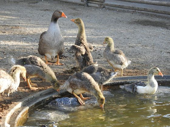 Die Jungtiere genießen das Wasser.