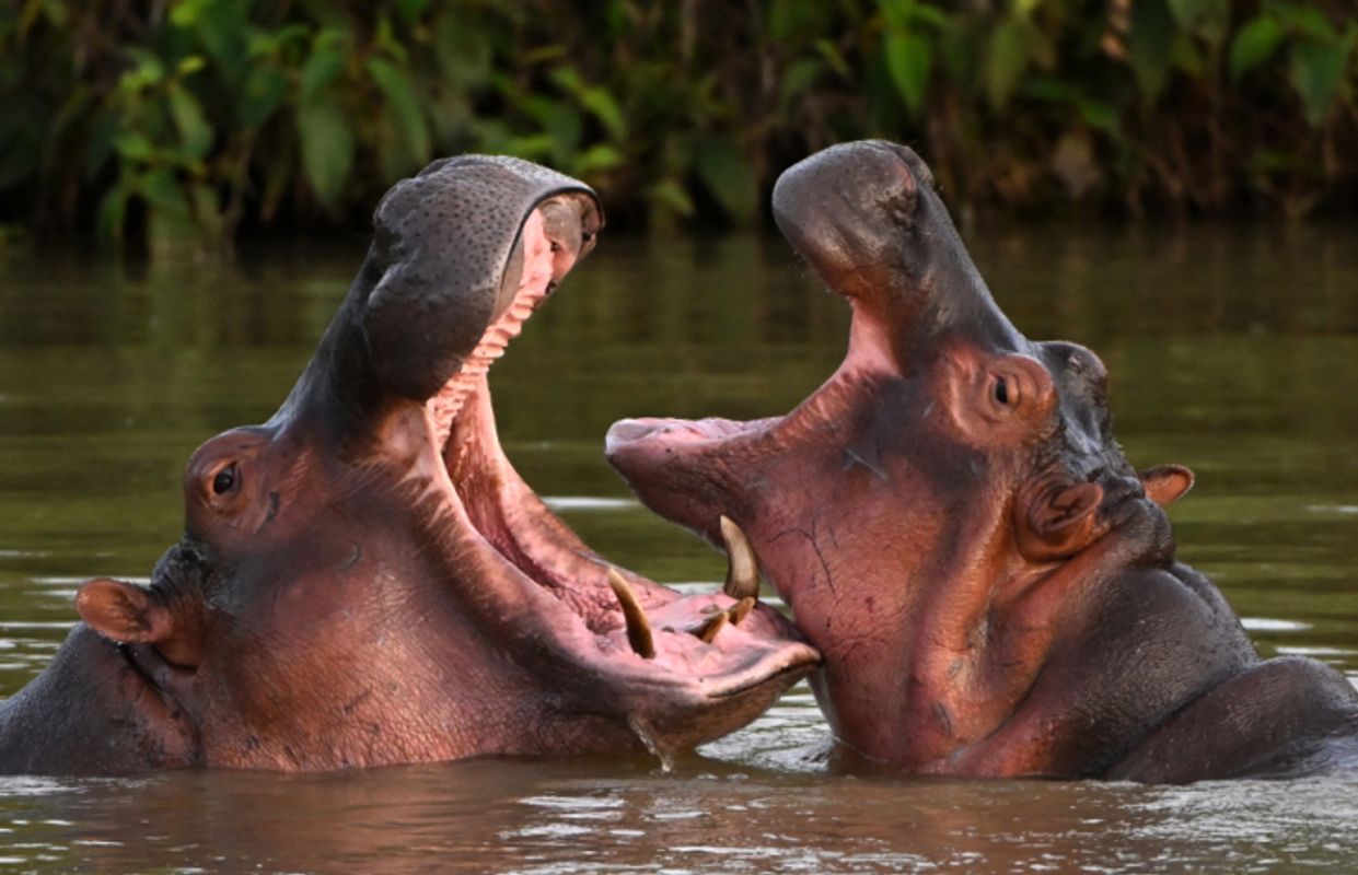 Flusspferde von Drogenbaron Escobar sollen sterben