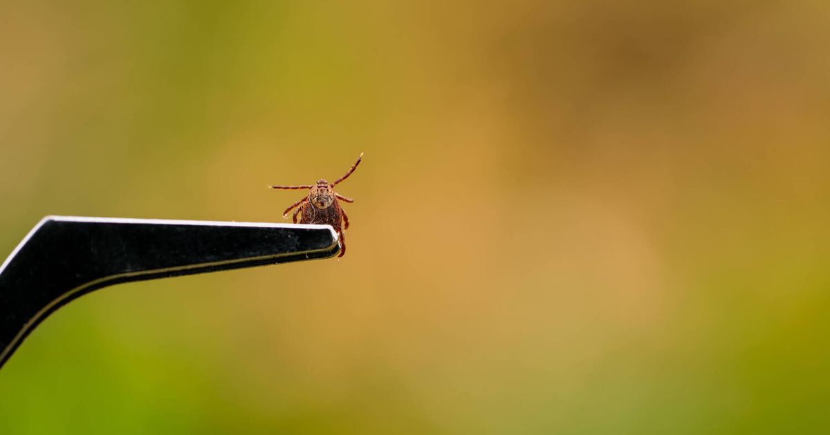 Small tick, big risk: Why now is the right time for vaccination.