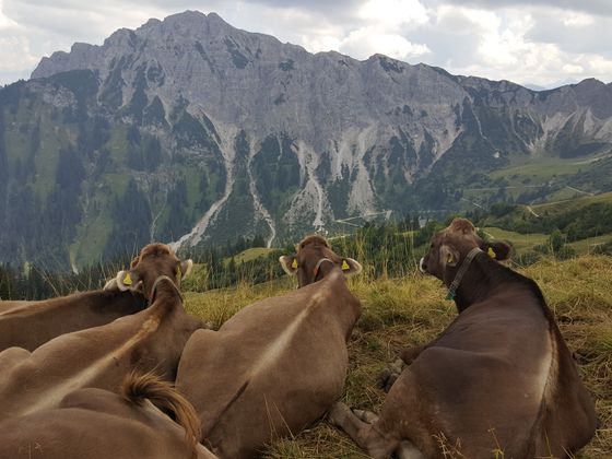Kühe auf dem Neunerköpfle in Tannheim.