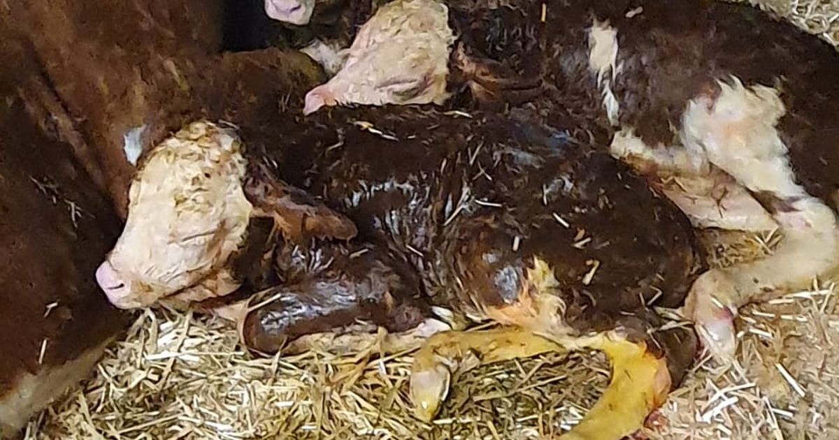 Nur-eine-von-500-000-Geburten-Kuh-Lucy-sorgt-f-r-Sensation-auf-Tiroler-Hof