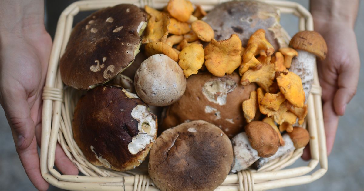 Pilz-Sammler-aus-dem-S-den-meiden-Nordtirol-Die-Italiener-f-rchten-den-Wolf-