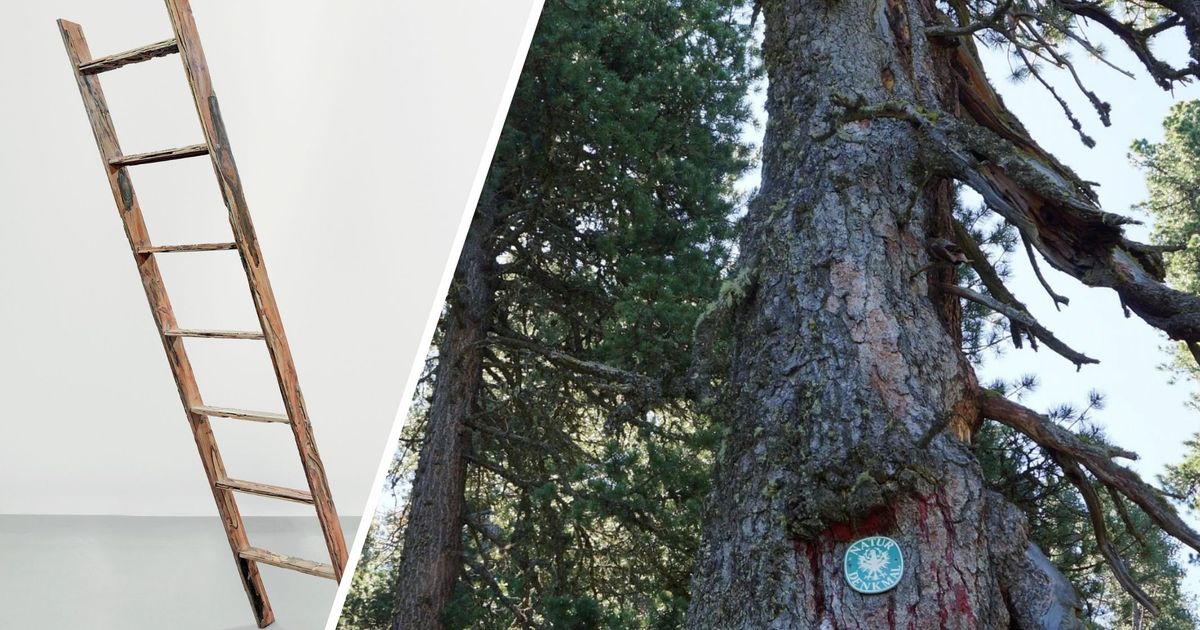 Tirols-ltester-lebender-Baum-ist-Teil-der-Leiter-der-Erkenntnis-Hier-steht-die-Zirbe