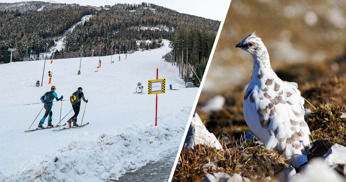 Tourengeher-m-ssen-auweichen-Neues-Projekt-am-Patscherkofel-hilft-vor-allem-dem-Schneehuhn