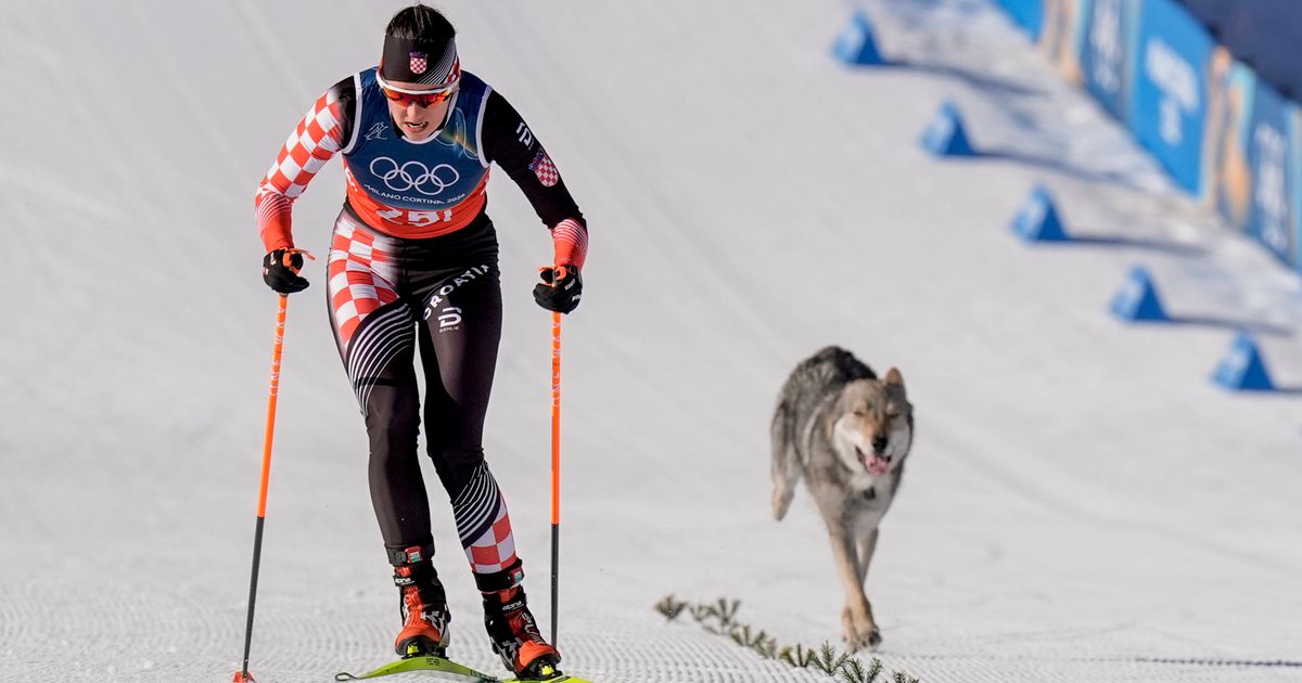 Hund-auf-der-Zielgeraden-Kuriose-Szenen-beim-Langlauf-Team-Sprint