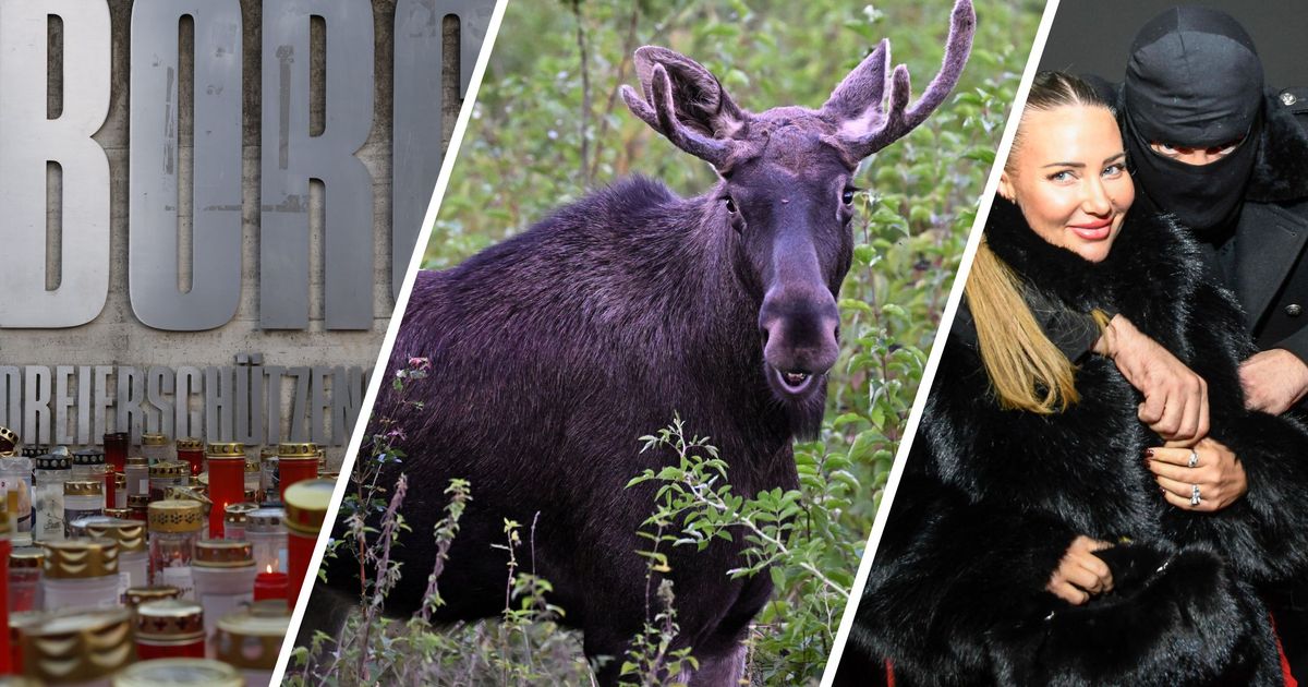 Attentate-prominente-Abschiede-und-kuriose-TikTok-Trends-Das-googelten-die-sterreicher-2025