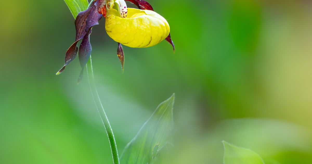 Naturpark-Tiroler-Lech-Sonderausstellung-zeigt-die-verborgene-Welt-der-Orchideen