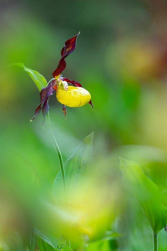 Naturpark Tiroler Lech: Sonderausstellung zeigt die verborgene Welt der Orchideen
