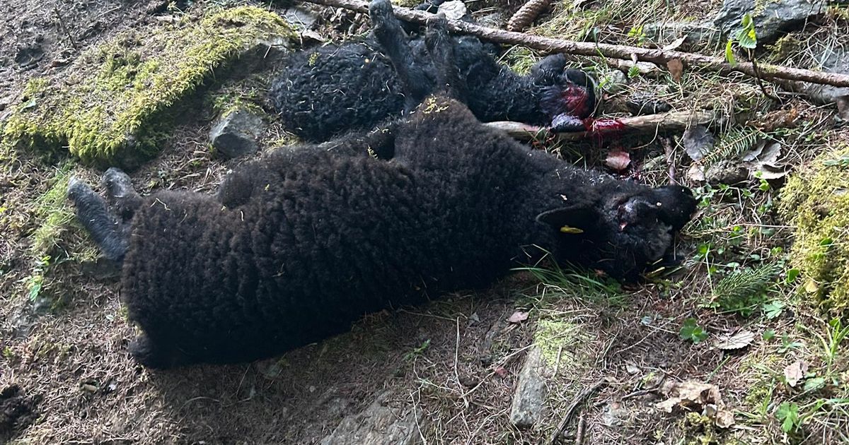 Nach-Wolfsattacke-im-Paznaun-Warum-sch-tzt-das-Monitoring-nicht-