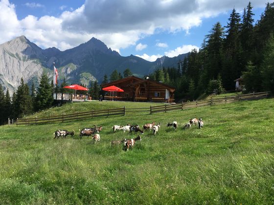 Ziegen auf saftigen Wiesen in Matrei in Osttirol.