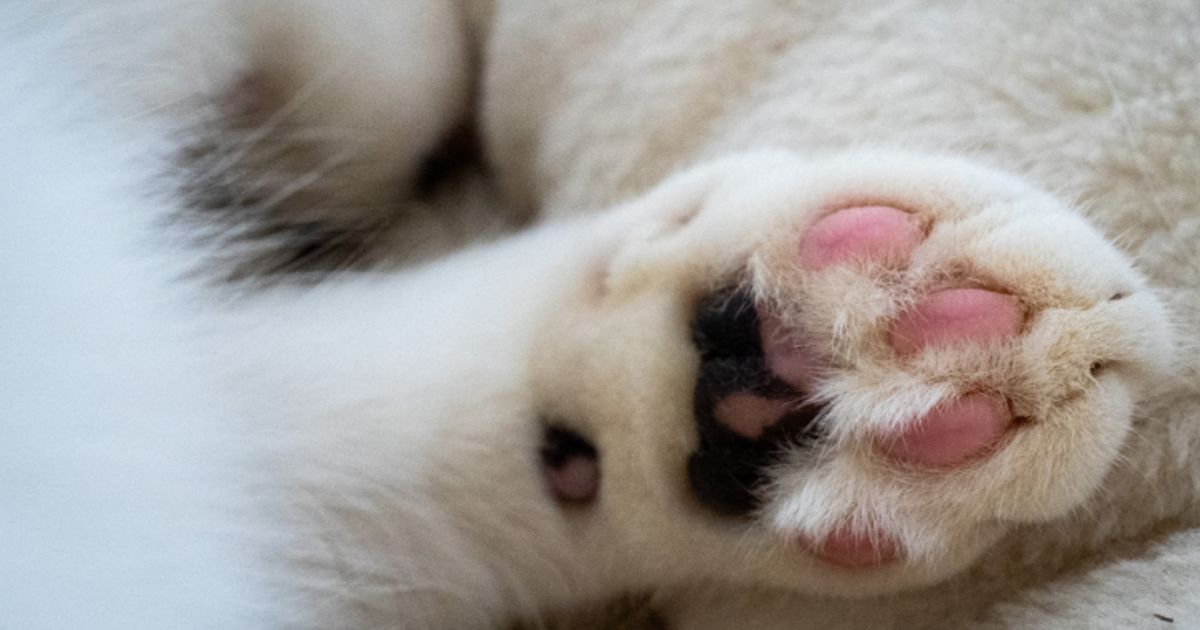 Tiroler-Studie-verkn-pft-Tierkontakt-mit-Wohlbefinden