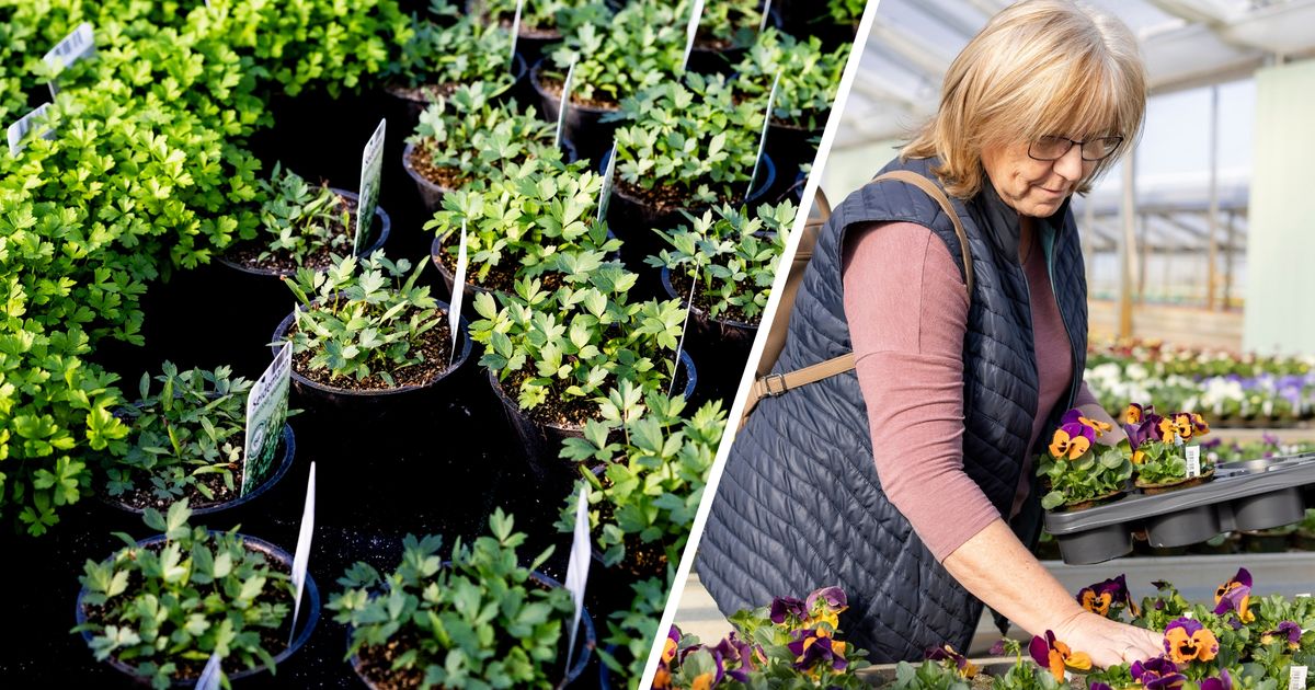 Fr-hlingsgef-hle-im-Beet-Tirols-Hobbyg-rtnerInnen-legen-los