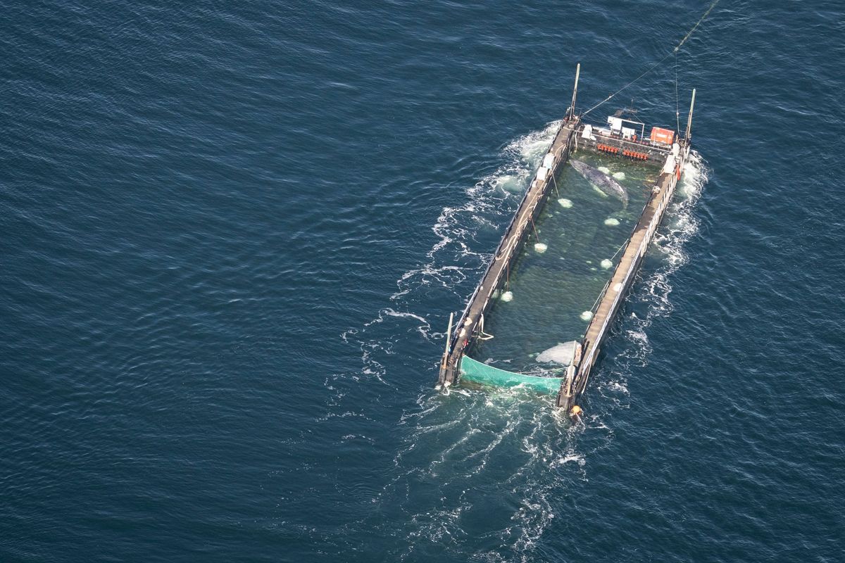 Buckelwal-Konvoi steuert wieder in Richtung Nordsee