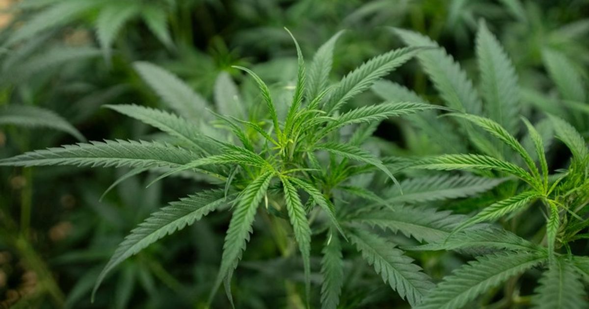 Mann-gab-13-J-hriger-an-Bushaltestelle-in-Rattenberg-berraschungsei-mit-Cannabis