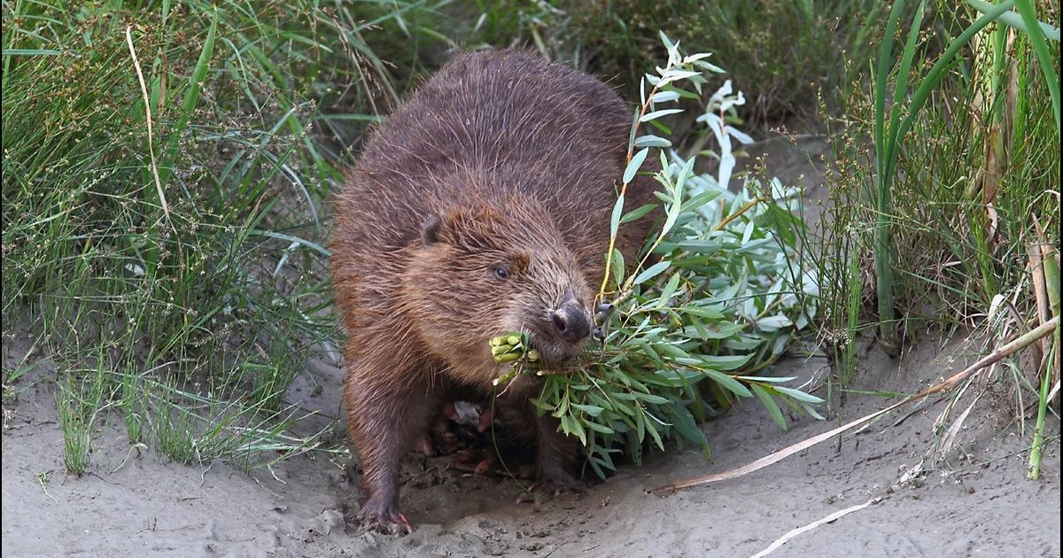 Exkursion-f-hrt-in-die-geheimnisvolle-Welt-des-Bibers-in-der-Pflacher-Au