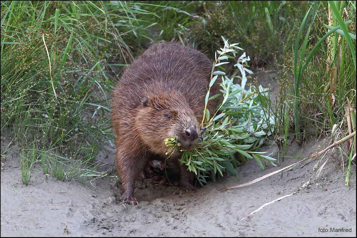 Exkursion führt in die geheimnisvolle Welt des Bibers in der Pflacher Au