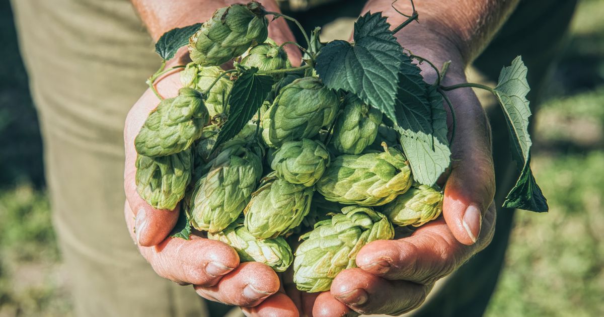 Wunderbare-Pflanze-Der-Hopfen-ist-nicht-nur-f-rs-Bier-gut