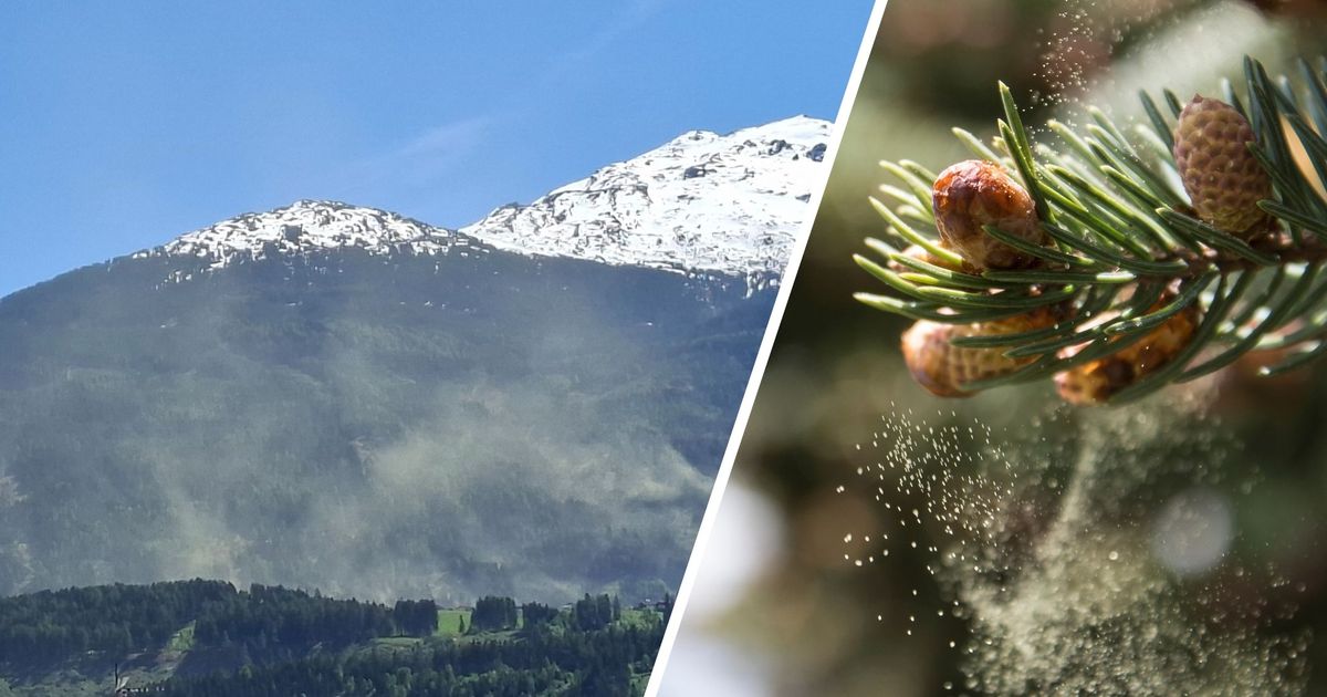 Schleier-ber-den-W-ldern-Warum-heuer-die-Pollen-Wolken-besonders-intensiv-sind