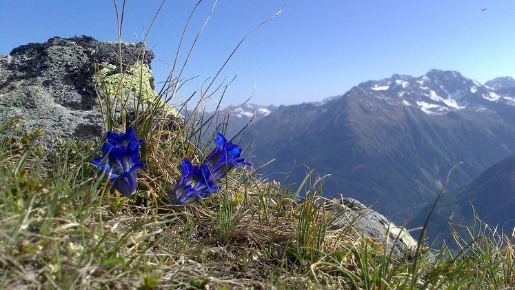 Von Michaela Nösig haben wir ein Bild vom Enzian am Breitlehnkogel in huben bei Längenfeld im Ötztal.
