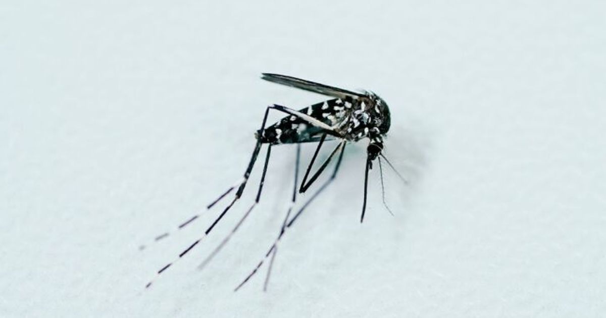 Chikungunya-Virus-breitet-sich-in-Norditalien-aus