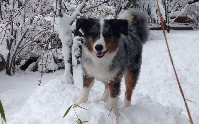 Auch die Vierbeiner finden Gefallen am Schnee.