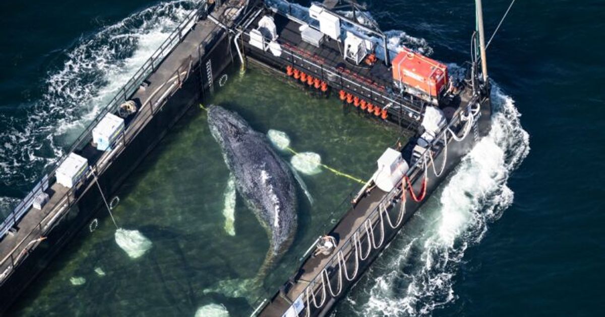 Gestrandeter-Buckelwal-Transportboot-mit-Tier-vor-D-nemark