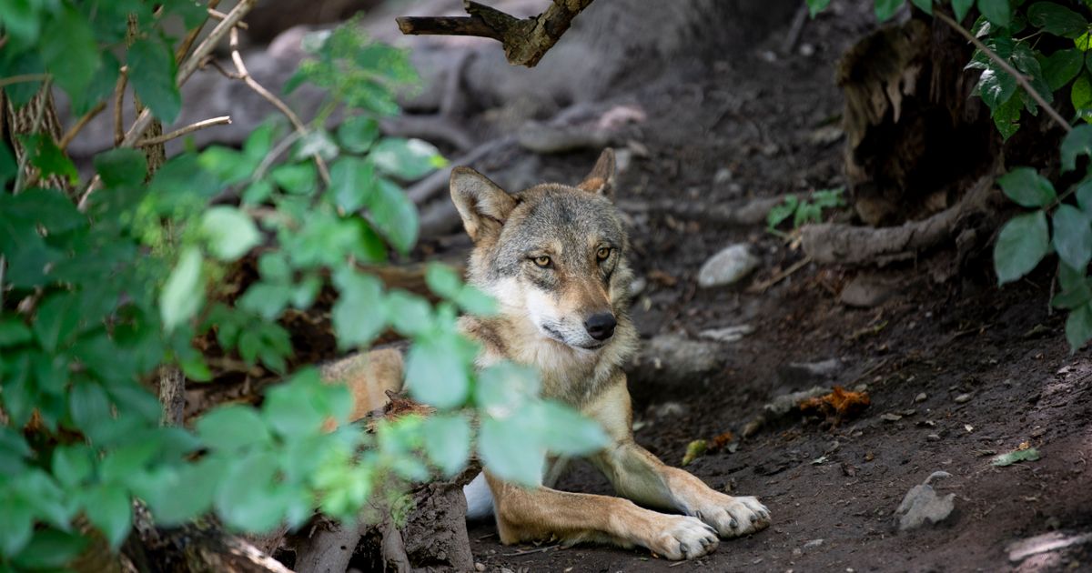 Wolves released for shooting in Ötztal and East Tyrol | Tiroler ...