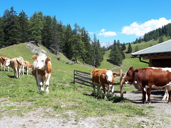 So schön ist der Sommer in Tirol - auch die Kühe auf der Nassereither Alm genießen ihn.