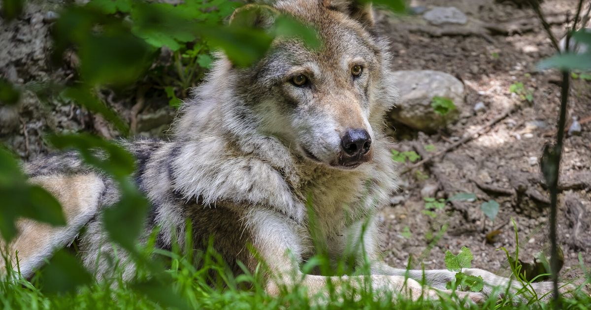 Wolf-in-S-dtirol-von-Auto-angefahren-und-get-tet