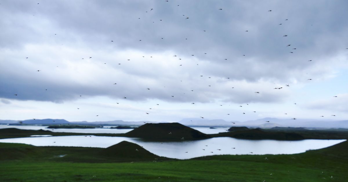 Die-rasante-Erw-rmung-der-Arktis-lockt-unerw-nschte-Tiere-nach-Island