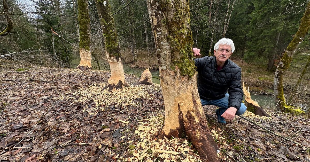 Das-t-gliche-G-scher-mit-den-Bibern-in-Tirol-und-keine-Seite-gibt-auf