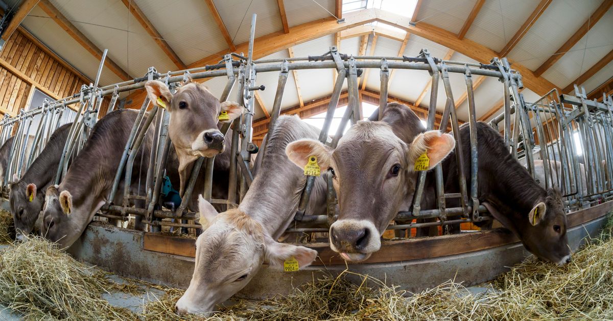 Hohe-Kosten-wenig-Ertrag-Tiroler-Landwirtschaft-ger-t-zunehmend-unter-Druck