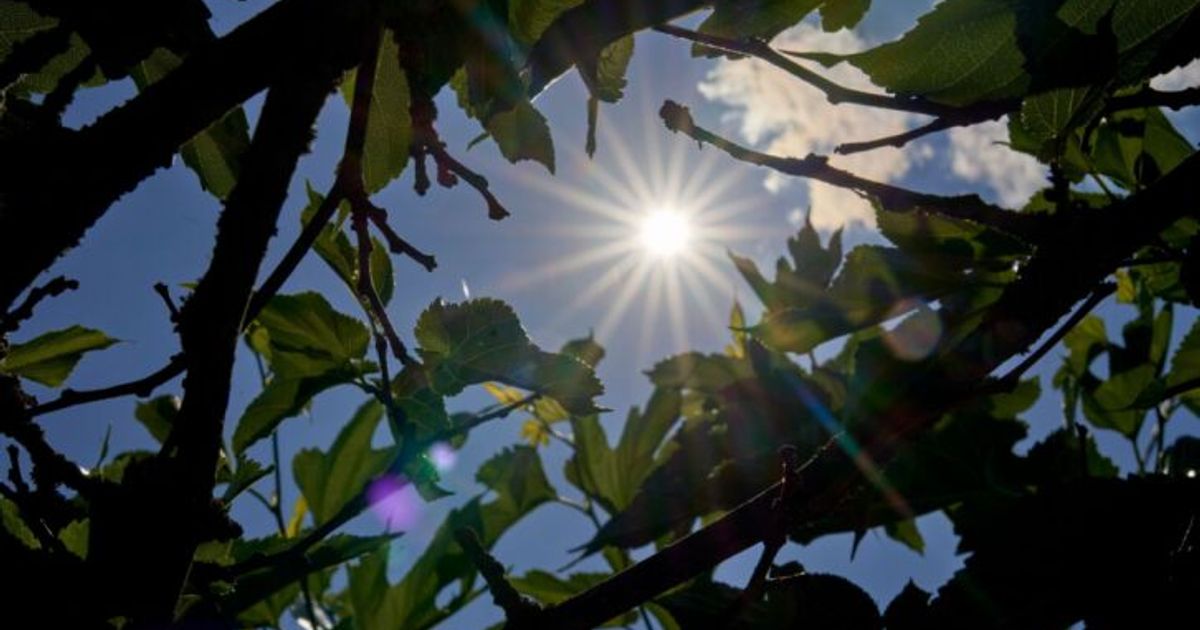 Photosynthese-l-uft-tiefer-im-roten-Bereich-als-gedacht