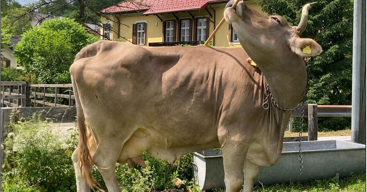 Schrubber-zum-Kratzen-K-rntner-Kuh-Veronika-verbl-fft-Wissenschaft