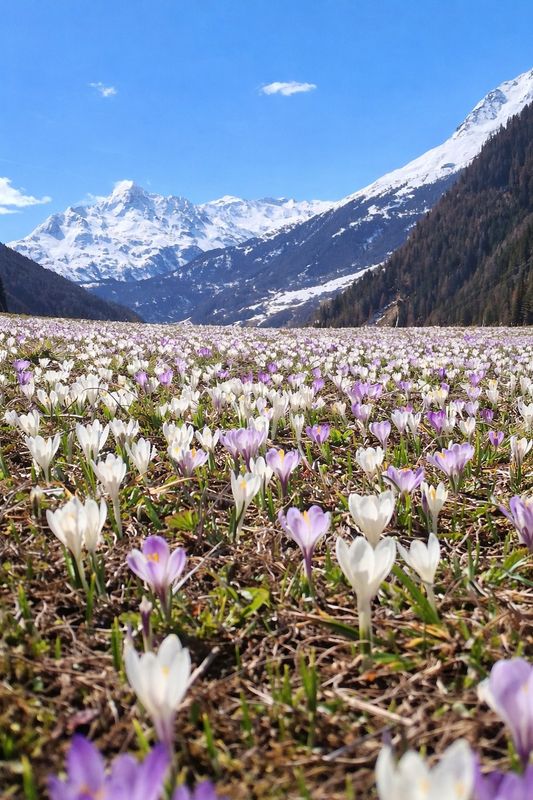 Wunderbares Frühlingswetter in Tirol: Zeigt uns eure schönsten Bilder