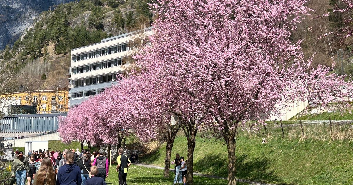 Auf-der-rosa-Stra-e-in-den-Fr-hling-So-sch-n-ist-die-Bl-tenallee-in-Zams