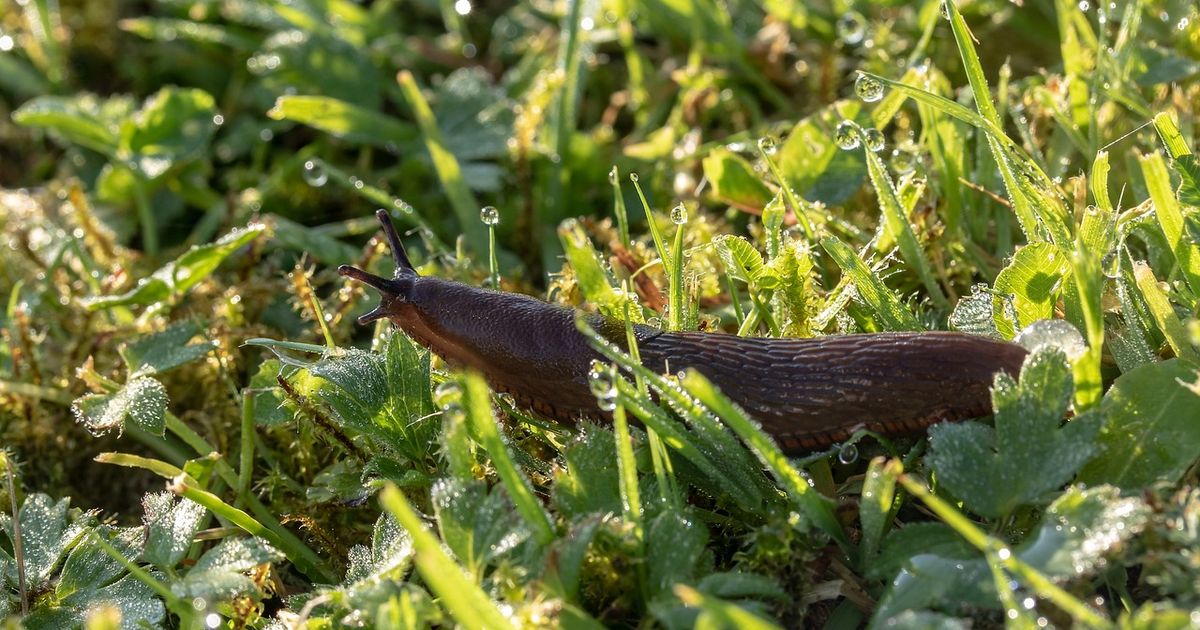 Der-Feind-in-meinem-Beet-Das-hilft-wirklich-gegen-Nacktschnecken
