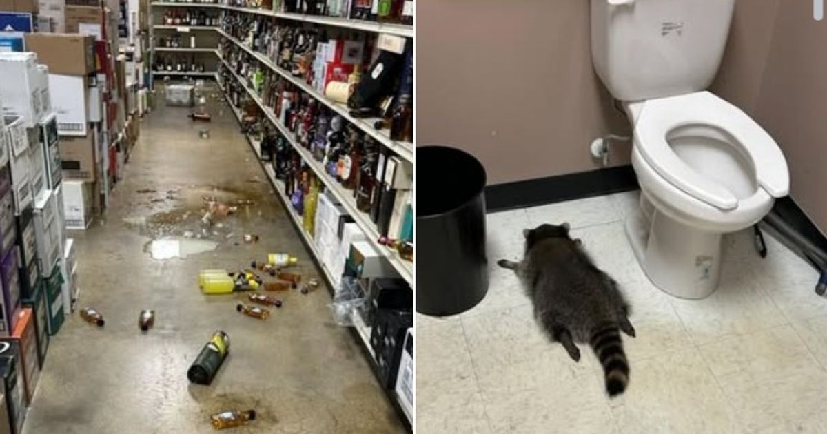 Waschb-r-brach-in-Spirituosen-Laden-ein-und-trank-sich-bewusstlos