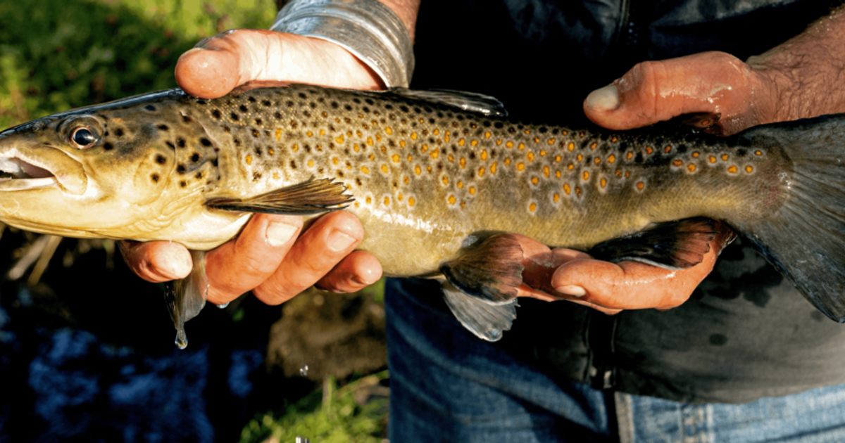Wachsende-Nachfrage-schwierige-Bedingungen-Frische-Forelle-statt-Fernware