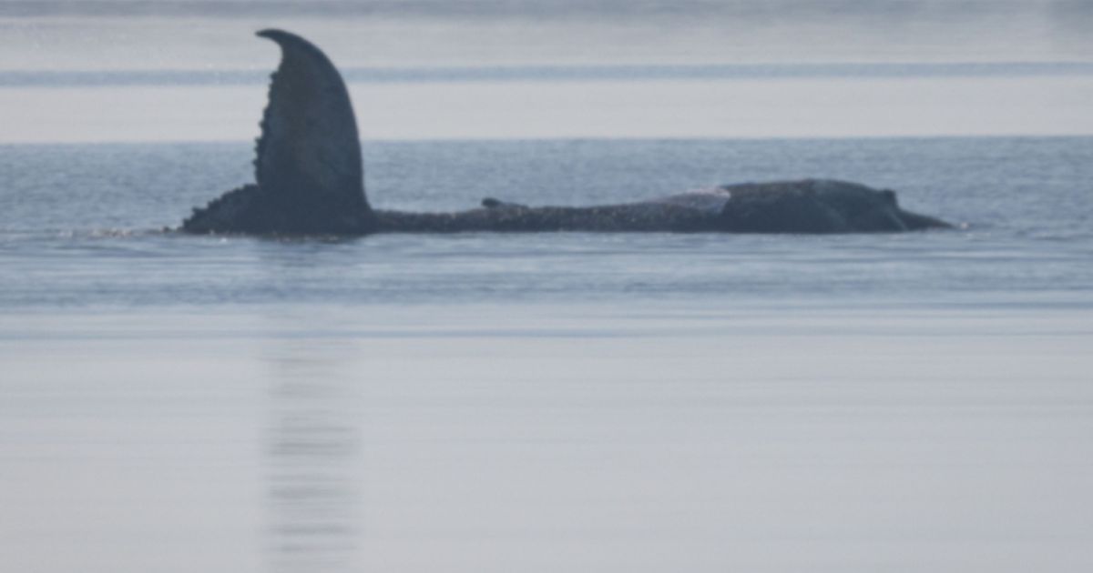 Vorbereitungen-f-r-Walrettung-gehen-weiter