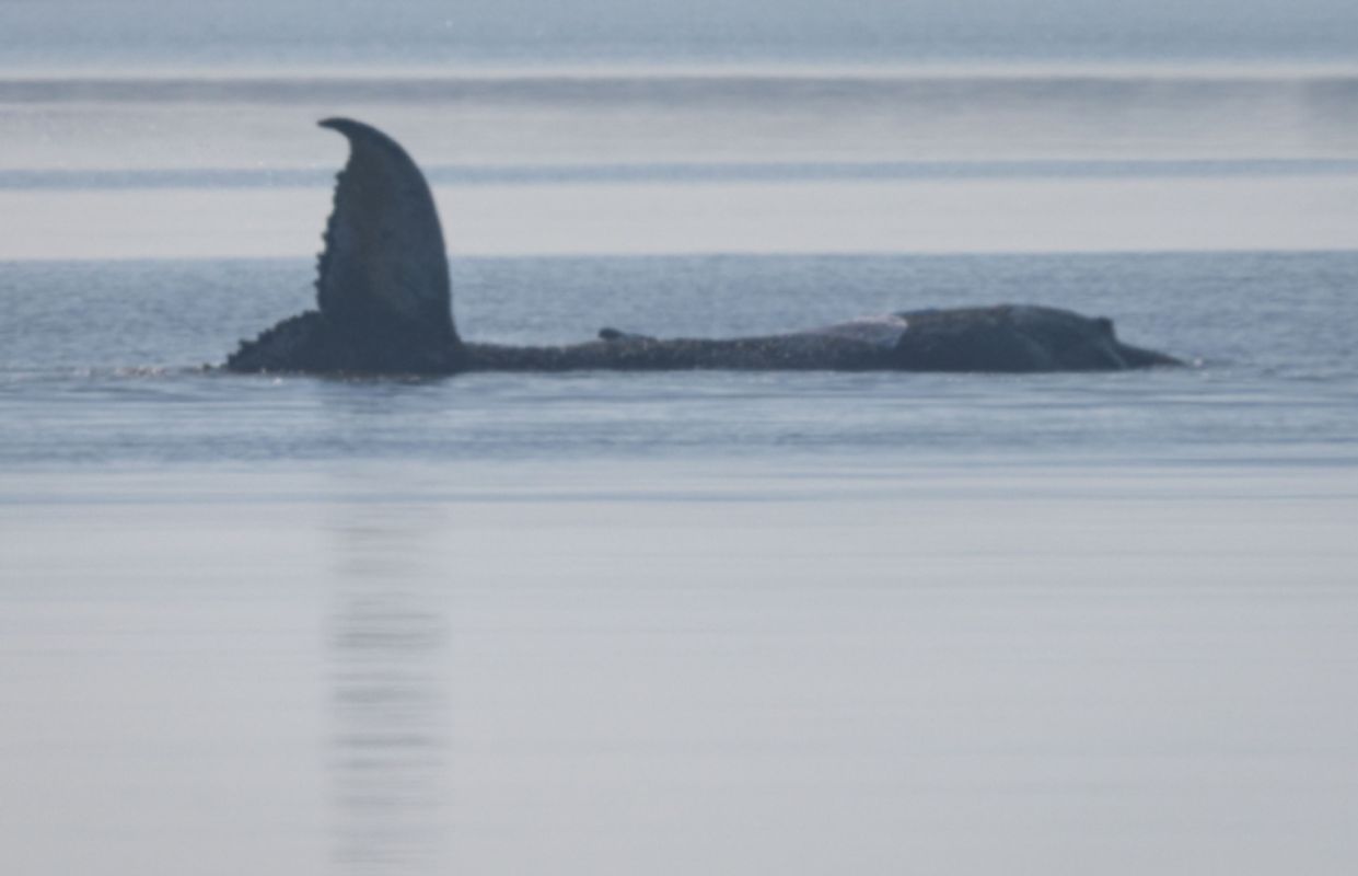 Arbeiten für Wal-Rettungsversuch gehen weiter